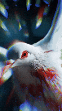 Imam Ali Pla GIF