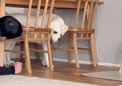 cuteanimalland giphyupload GIF