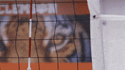 clemsontigers sports sport ncaa tiger GIF