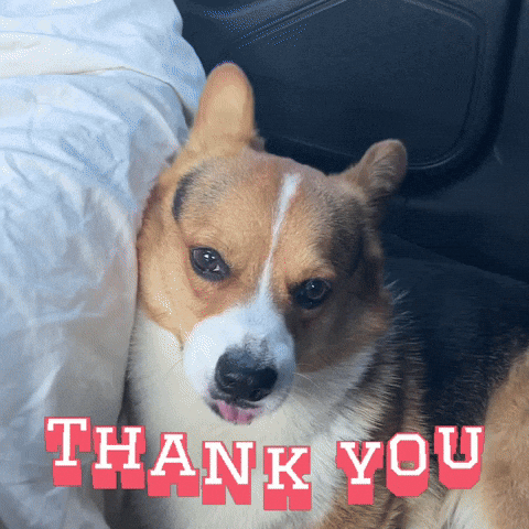 Corgi Thank You GIF
