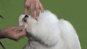 westminster dog show wkc 2018 GIF by Westminster Kennel Club