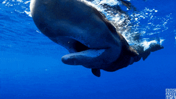 blue planet oceans GIF by BBC America