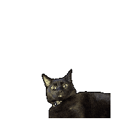 Black Cat What Sticker by Rod Kim