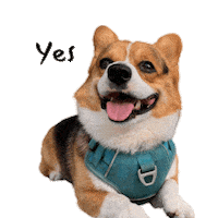 Milo_SiliconValley happy dog smile yes Sticker