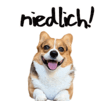 German Corgi Sticker