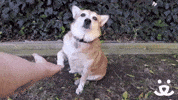 Best Friends Yes GIF by Best Friends Animal Society