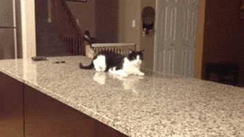 cat fun GIF