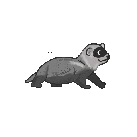 Ferret Sticker