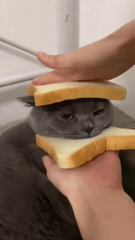 cuteanimalland giphyupload GIF