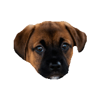 dog puppy STICKER by imoji