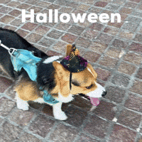 Halloween Corgi GIF