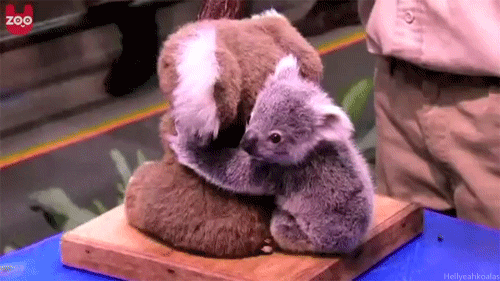 animal s koala GIF