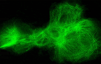 medicine GIF by Harvard Medical School
