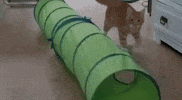 cat ball skills GIF
