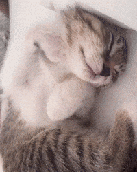 Sleepy Cat GIF