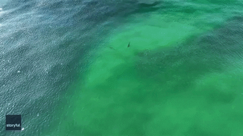 Long Island Shark GIF by Storyful