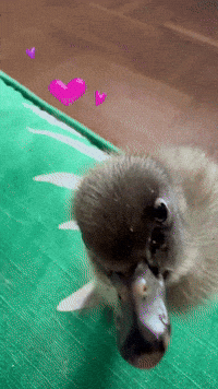 Good Morning Love GIF