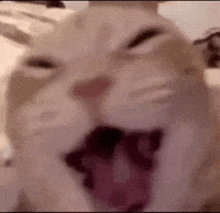 Cat Laugh GIF