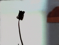 Blooming Black Rose GIF by filmeditor