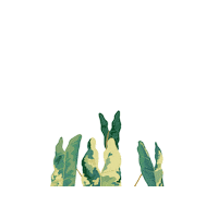 Billietiae Sticker by Monstera Mania