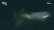 Nat Geo Rainbow GIF by National Geographic Channel