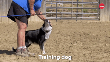 Training A Dog Is A Teamship