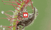 GIF by KQEDScience
