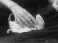 creatures rats GIF