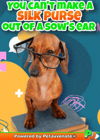 Puppy Dog Eyes GIF by PetJuvenate - PJ