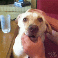 scared dog GIF