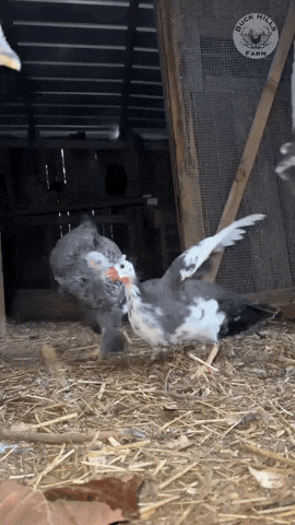 Guinea Fowl Bird GIF by Buck Hills Farm