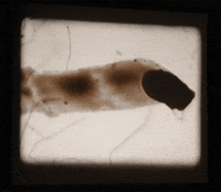 matthias brown india ink GIF by TraceLoops