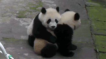 panda GIF