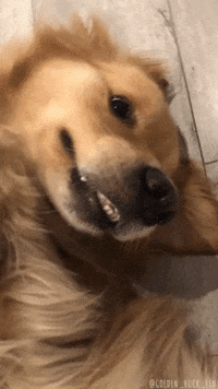 Golden Retriever Hello GIF