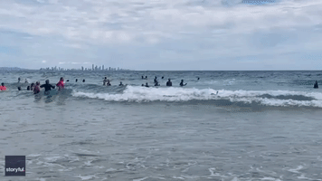 Surfing Duck Steals the Spotlight at Popular Gold Coast Beach