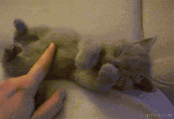 Cat Kitten GIF