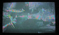Wanderkid GIF by JW Francis