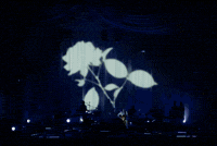 Hayley Williams GIF by Respective
