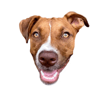 Redbearddogtraining Sticker by Red Beard