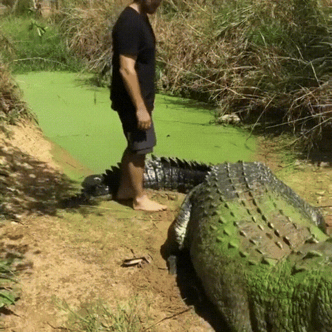 pat GIF