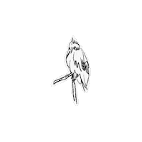 8winterlee animal bird parrot 동물 Sticker
