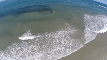 Millions of Sardines Cloud the Shores Off San Diego Coast