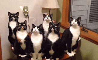 cats looking up GIF by America's Funniest Home Videos