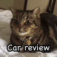 TheOdiecat cat odie oodle odiecat GIF