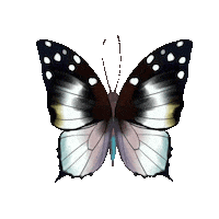 Fly Butterfly Sticker