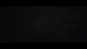 rosie lowe birdsong GIF