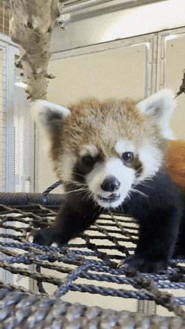 Red Panda GIF by Valley Zoo Development Society