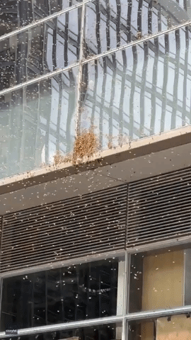 Massive Swarm of Bees Buzzing Around Midtown