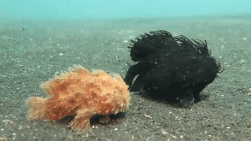 Two Hairy Frogfish Take a Walk
