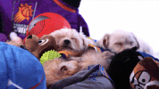 GIF by Golden State Warriors